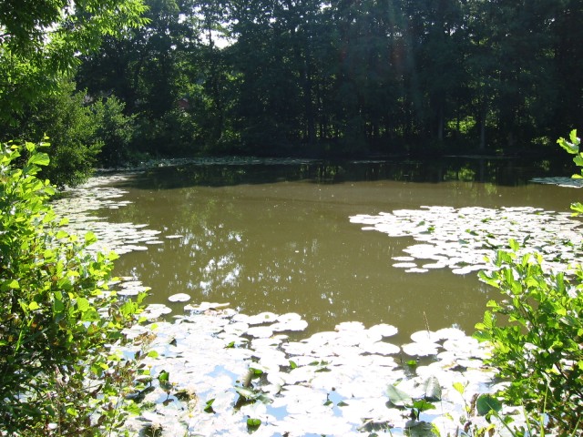 Mühlenburger-Teich