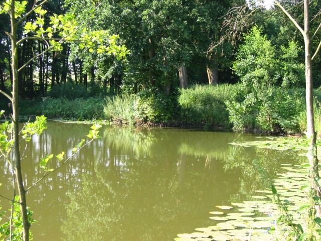 Mühlenburger-Teich