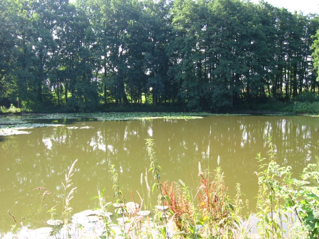 Mühlenburger-Teich